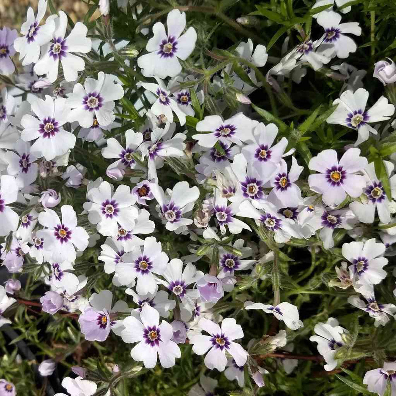 North Hills Carpet Phlox